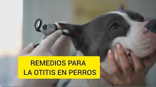 Remedios caseros para la otitis en perros [upl. by Lanita]