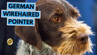 German Wirehaired Pointer  TOP 10 Interesting Facts [upl. by Shornick]