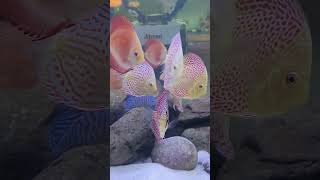 Discus Fish  Discus Tank Mates  Blessings Aquarium [upl. by Linc]