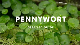 PENNYWORT CARE GUIDE  PENNYWORT PLANT DUMMIES CARE GUIDE [upl. by Landry96]