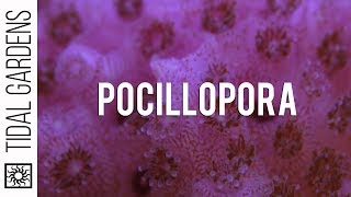 A Quick Look at Pocillopora Care [upl. by Nhguavad380]