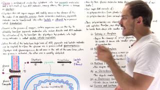 Introduction to Glucose Metabolism [upl. by Noxaj]