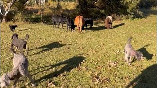 The Versatile Standard Poodle poodles akcstandardpoodle fall northcarolina cattle obedientdogs [upl. by Aissyla]