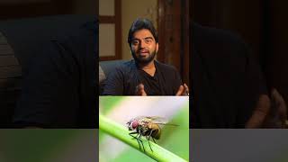 flies can fly high bizzarefactsintelugu youtubeshorts education mfactstelugu youtube [upl. by Ahsekad]