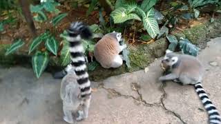 ring tailed lemur at singapore zoo [upl. by Damiano707]