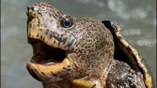 HUGE Head on Loggerhead Musk Turtle Field Herp Friday [upl. by Sewell]