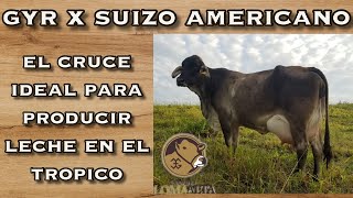 GYR X SUIZO AMERICANO El cruce ideal para producir leche en el Tropico [upl. by Gahan823]