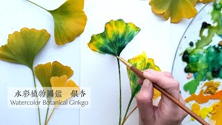 水彩植物圖鑑 銀杏 Watercolor Botanical Ginkgo [upl. by Shelbi682]