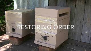 Australian Native Bee log transfer to a box [upl. by Lello]