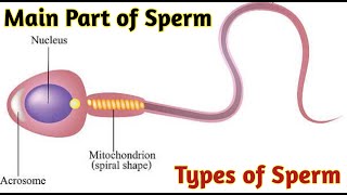 Main part of Sperm  Type of sperm  Sperm in microscope [upl. by Lyndes302]