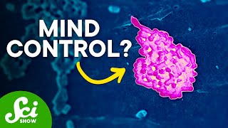 The Truth About the Gut to Brain Connection [upl. by Laemaj]