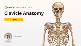 Clavicle Anatomy  Inferior View  Acromial and Sternal End  Conoid Tubercle [upl. by Nareik]