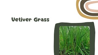 Vetiver Grass FAQs [upl. by Joerg810]