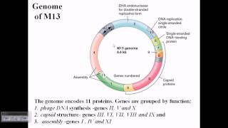 M13 phage genome structure [upl. by Nilekcaj771]