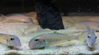 Feeding Xenotilapia ochrogenys quotNdole bayquot breeding group  PISCES [upl. by Elatia74]