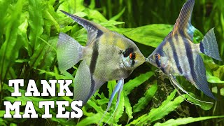 Top 10 Tank Mates For Freshwater Angelfish [upl. by Sema]