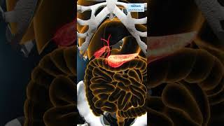 Pancreatic Function Tests [upl. by Hgeilhsa]