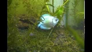 Colisa lalia Neon Blue  Dwarf gourami [upl. by Yelehsa35]