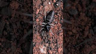 Black camel spider burrowing Rhagodes melanus camelspider arachnid [upl. by Burnham]