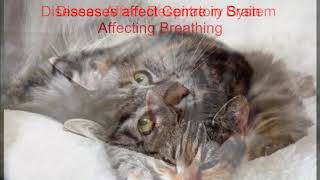 Breathing Difficulties in Cats [upl. by Maude258]