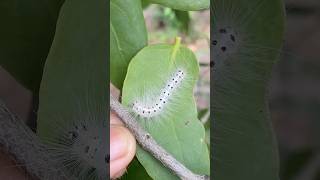 Hairy White Caterpillar with black spots🐛 insect shorts [upl. by Noelle589]