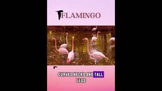 Flamingoanimals shorts [upl. by Jeritah]