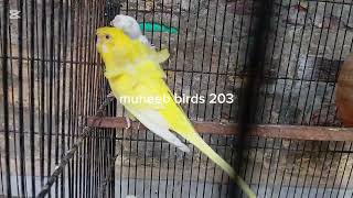 two new entry in my setupbudgies parrots sale kardia [upl. by Thapa]