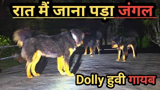 Bhotia dogs ll Had to go to the jungle at the night ll Dolly went missing ll bharatkdogs [upl. by Rivers]