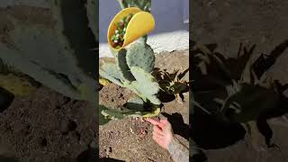 cactuscollector raybanmeta desertplants gardening plantslover greenthumb [upl. by Ettedanreb605]