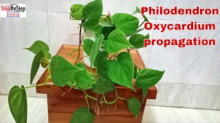 Philodendron Oxycardium plant propagationHow to grow Heartleaf Philodendron plant [upl. by Chu]