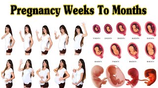 Pregnancy Weeks To Months  1 To 9 Weeks Fetal Developments [upl. by Abbotsen]