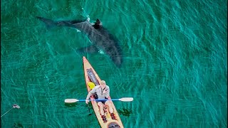 Great White Shark 🦈 sneaks up on a kayaker in California [upl. by Hendry]