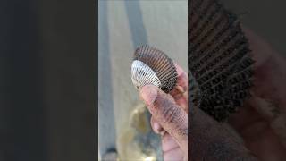 Seashell at the seashore seashellcollection youtubeshorts seashell [upl. by Fiske]