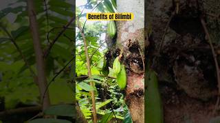 😳Benefits of Averrhoa Bilimbi fruit 😣 Irimban Puli Iron Tamarind [upl. by Ayekat]