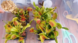 Dropping 100 Worms Into Venus Flytraps [upl. by Rog]