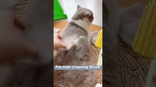 Pet hair cleaning brush cat petpet catlover [upl. by Cello]