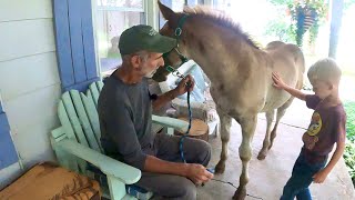 Training MISTAKES with BREE  Draft Horse Team Logging in the Woods 519 [upl. by Akehsal246]