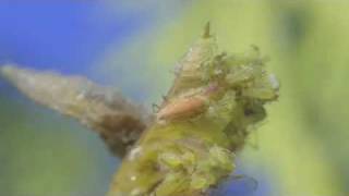 Aphids on rose with hoverfly larva Time lapse garden pest natural control [upl. by Karame]