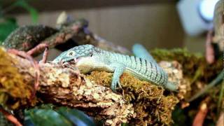 Abronia graminea feeding HD [upl. by Raclima457]