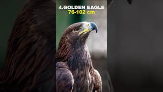 Top 5 Largest Eagles In The World top5 largest eagles world shorts ytshorts [upl. by Toombs]