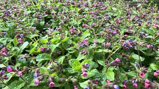 Gevlekt longkruid  Pulmonaria officinalis  NL Bloeit  Planten van hier [upl. by Trevorr150]