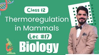 Thermoregulation in Mammals  Homeostasis  Chapter 15  Biology Class 12  Lec17 [upl. by Freddy]