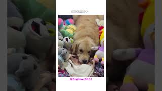 Janwar bolte h ytshorts shortsvideo doglover dogs DOGLOVER0003 [upl. by Haliek]