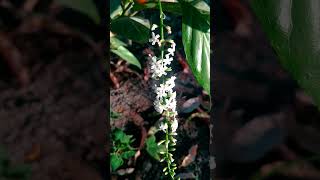 Vrindavan Champa Flowers🌼Plant🌱  Fiddlewood shortvideo flowers 4k garden fiddlewood shorts [upl. by Sion]