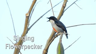 Call of the Redkeeled Flowerpecker in 4K [upl. by Aryaz355]