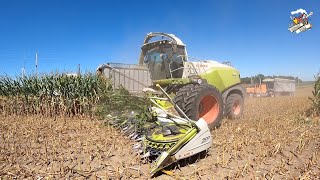 Warren Dairy Corn Silage Harvest 2023 [upl. by Atinav]