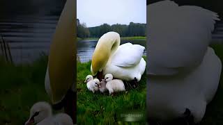 Swan and Cygnets on Lake Shore in Cold Rain nature trending birds new love [upl. by Artemisa]