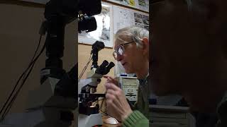 How Am I Studying Egg Parasitoids Chalcid Wasps Trichogramma Under the Microscope Dr Victor Fursov [upl. by Eldredge]