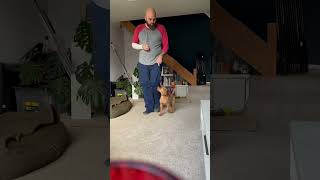 10 week old wire haird vizsla training puppy vizsla [upl. by Pears69]