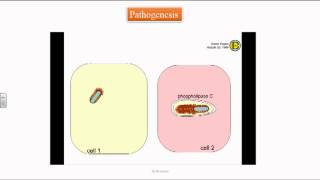 Listeria monocytogenes [upl. by Jerrilyn]